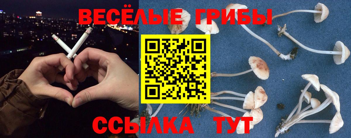 купить  сайты  Вход с VPN  Псилоцибиновые грибы Cubensis  Миллерово  Галлюциногенные грибы прущие грибы 